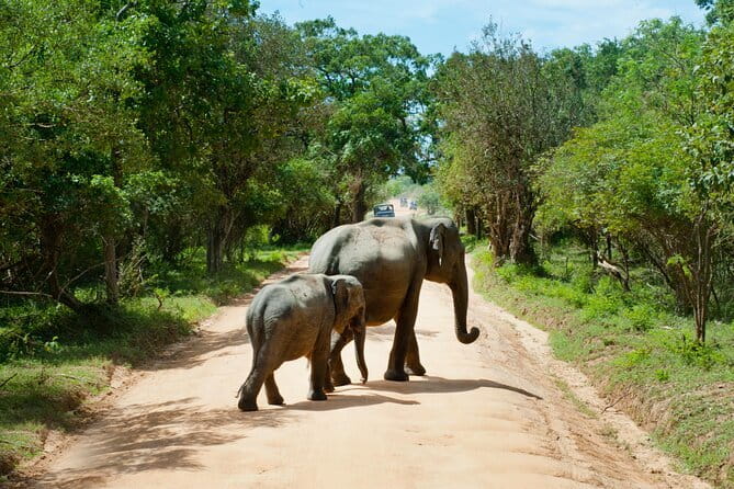 Yala National Park Safari |From Hambantota Port (Shore Excursion) - 4WD Jeep Reality Check: Comfort, Safety, and Crowds