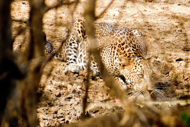 Yala National Park Safari from Hambantota Seaport - The drive timing: port start, park time, and how to think about comfort
