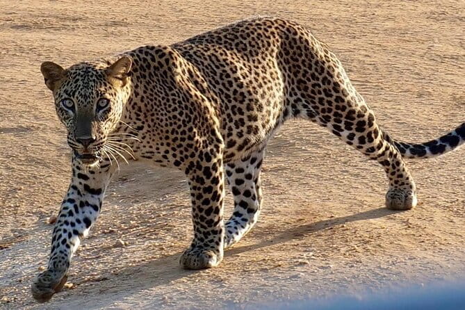 Yala National Park Safari from Hambantota Seaport - Wildlife odds at Yala: leopards, elephants, crocodiles, and the birds