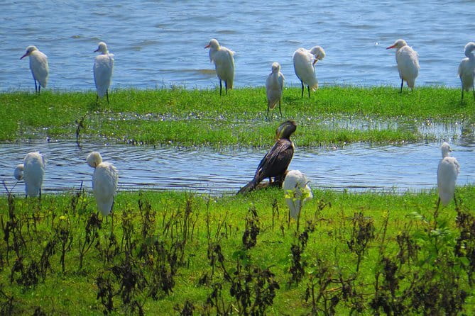 Yala National Park Safari from Hambantota Seaport - The small details that change the safari: what’s included, what you must plan