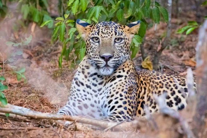 Yala National Park Safari from Weligama - Quick takeaways
