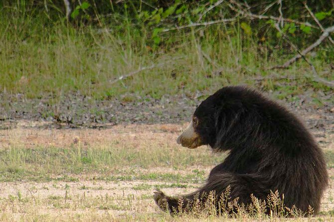 Yala National Park Safari from Weligama - Weligama to Yala: how the mid-day schedule plays out