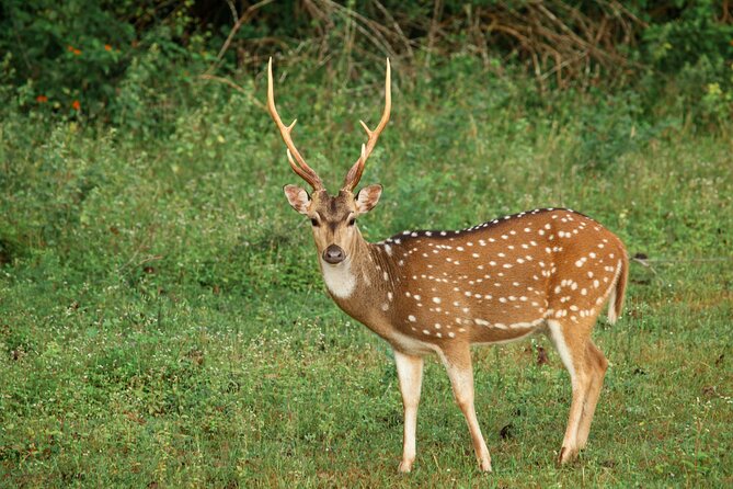Yala National Park Safari from Weligama - Lunch timing and the small costs that affect your budget