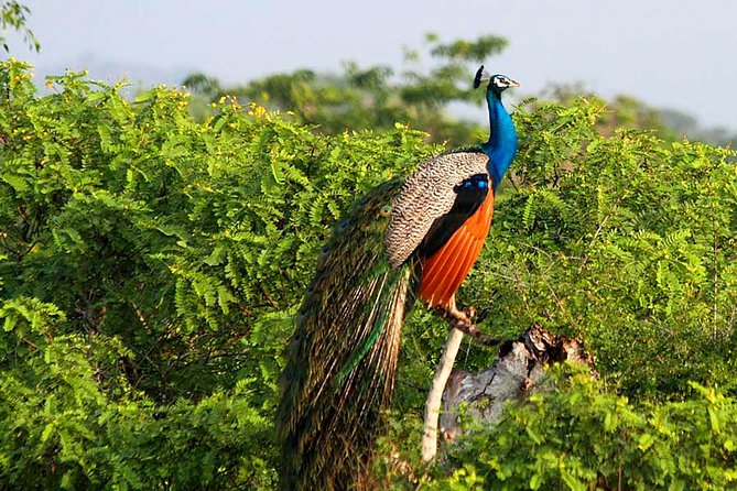 Yala National Park Safari from Weligama - Hotel pickup, transport comfort, and what you actually get