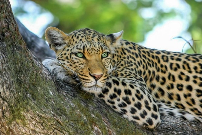 Yala National Park Safari from Weligama - A realistic leopard day: how to set your expectations