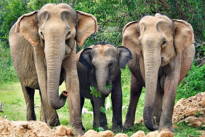 Yala National Park Safari from Weligama - Who this Yala safari fits best