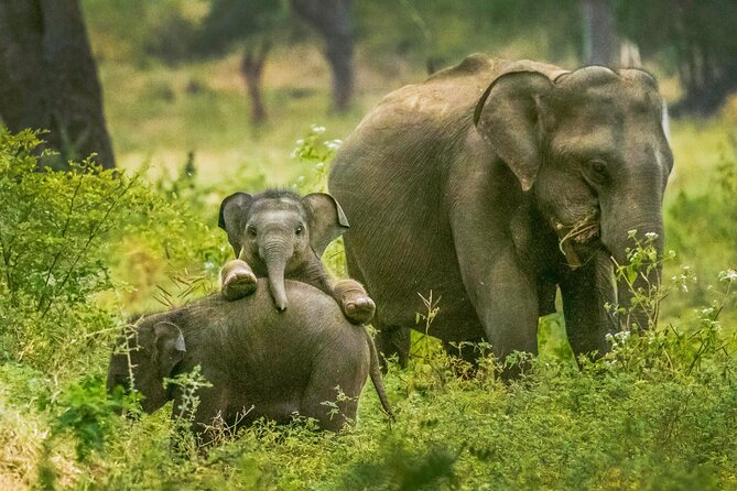 Yala National Park Safari from Weligama - What you’re hunting for in Yala: leopards, elephants, and more