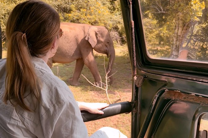 Yala National Park Safari FULLDAY and HALFDAY Expert Guided Tour - Afternoon wildlife and bird spotting after 2:00 PM