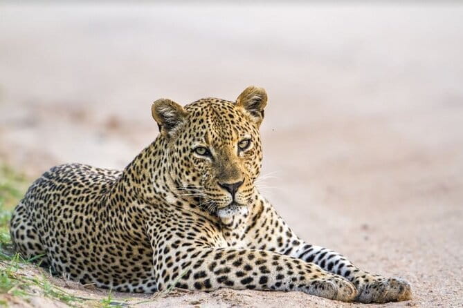 Yala National Park Safari - Half day and Full day - Key things that make this Yala safari work