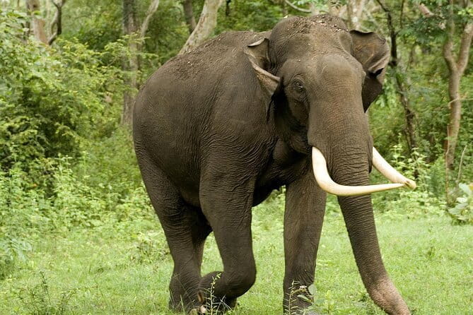 Yala National Park Safari - Half day and Full day - Yala National Park Safari by private 4WD, half day or full day