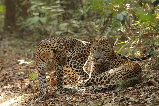 Yala National Park Safari - Half day and Full day - Eco-friendly and conservation-minded guiding, with a real human touch