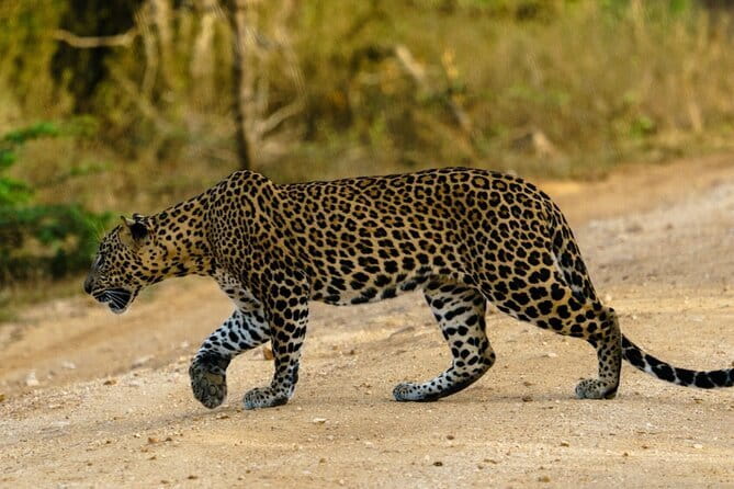Yala National Park Safari - Half day and Full day - Should you book this Yala National Park Safari?