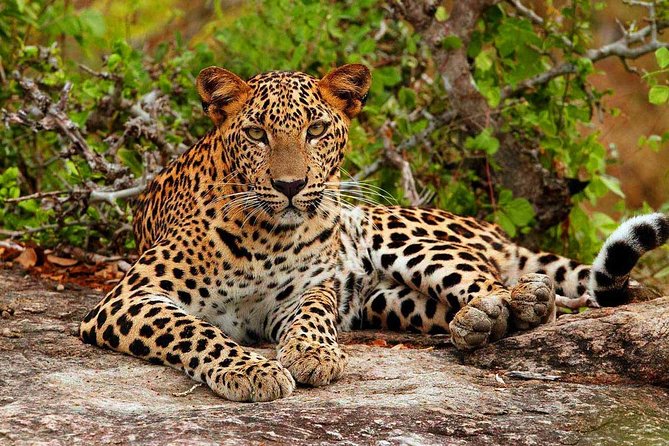 Yala National Park Safari - Private Tour - Key things to know before you go