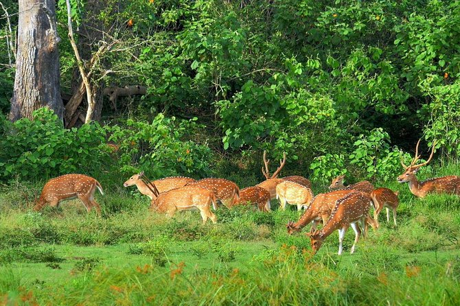 Yala National Park Safari - Private Tour - The wildlife checklist: leopards, elephants, crocs, and more