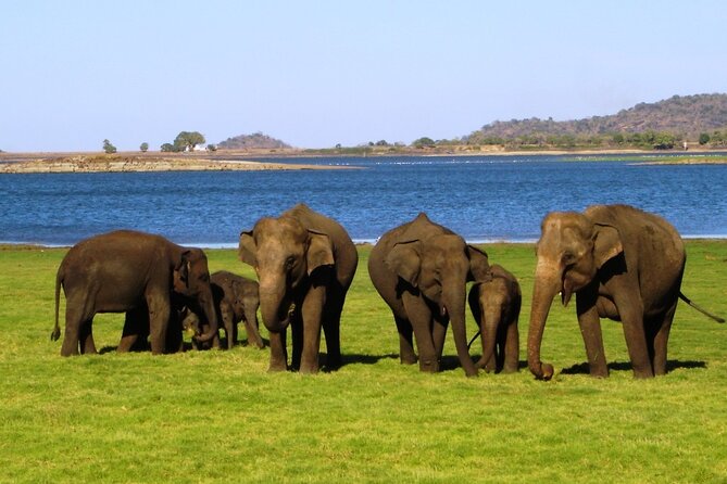 Yala National Park Safari - Private Tour - Why the guide makes or breaks the safari