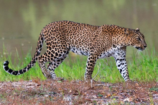Yala National Park Safari - Private Tour - Price and value: what $108 per person is buying