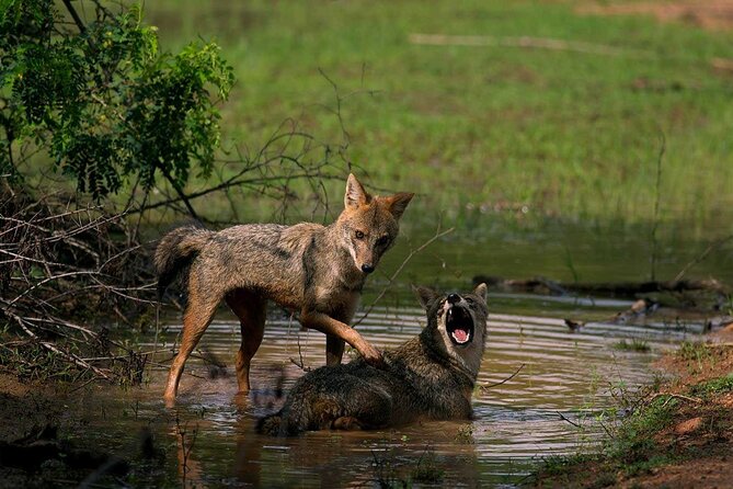 Yala National Park Safari - Private Tour - Comfort and practical expectations on a Jeep safari