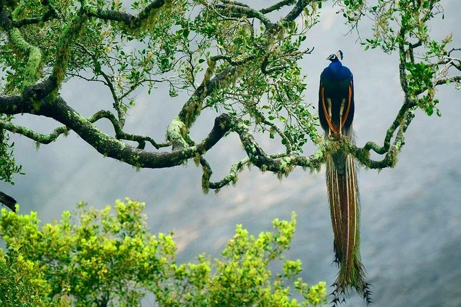 Yala National Park Safari - Private Tour - Who this private Yala safari suits best