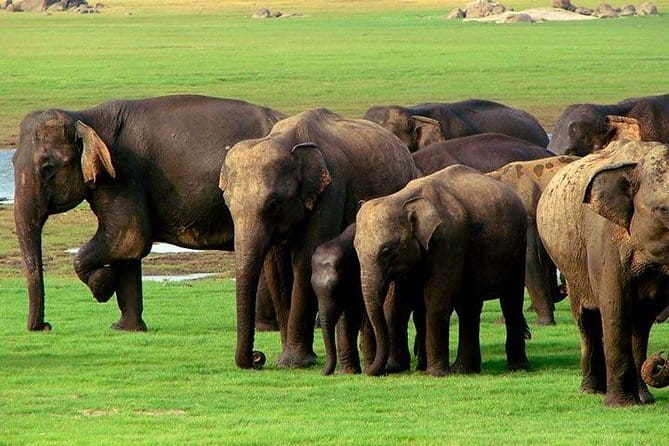 Yala National Park Safari : Special Guided Tour - The Money Math: $30 Tour Price Plus a $45 Park Entrance Fee