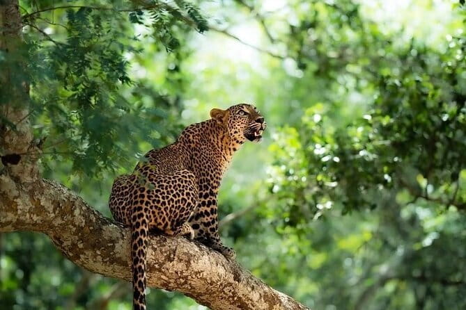 Yala National Park Safari : Special Guided Tour - The 4x4 Ride: Modified Land Cruisers, Rugged Roads, and Real Comfort