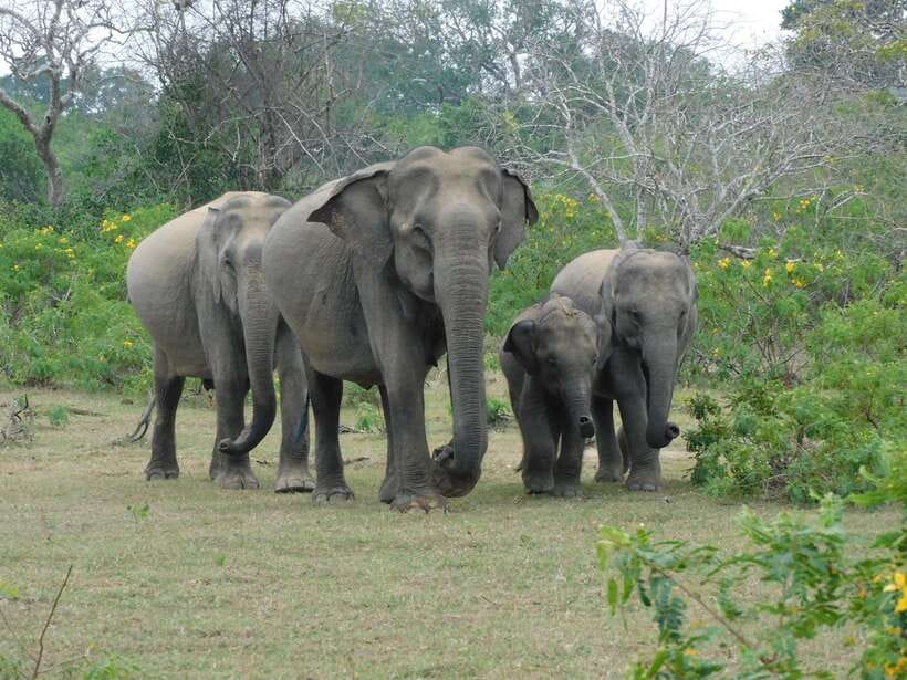Yala National Park Safari Tour From Hambantota port - Getting to Yala from Hambantota Port without losing your day