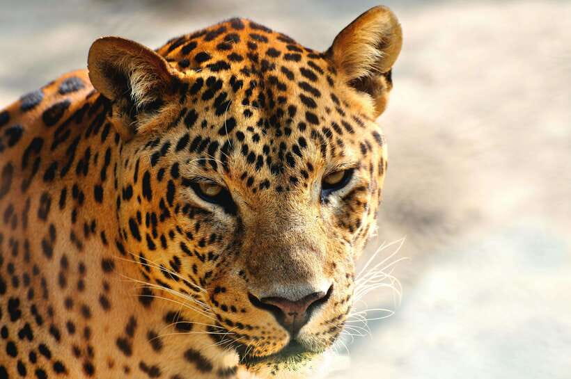 Yala National Park Safari Tour from Hambantota Port - Who This Safari Suits Best