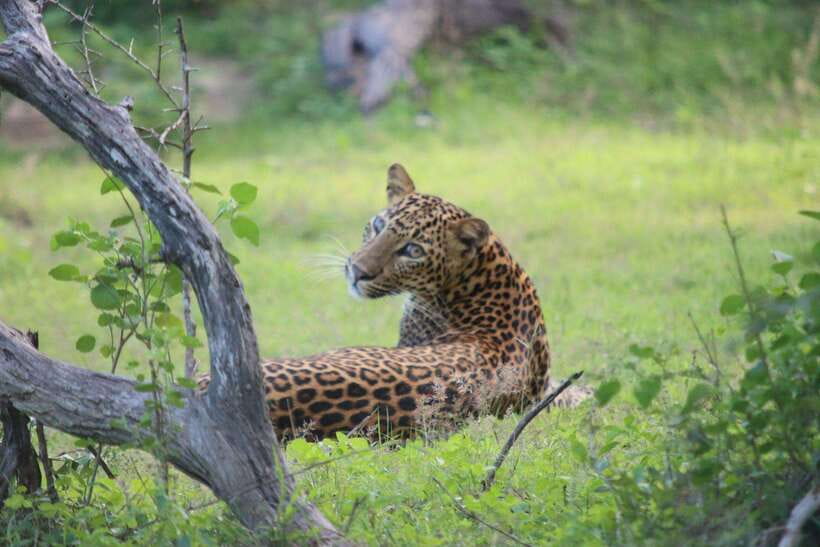 Yala National Park Safari Tour from Hambantota Port - Pickup and Timing: How the 6 Hours Usually Shape Your Day