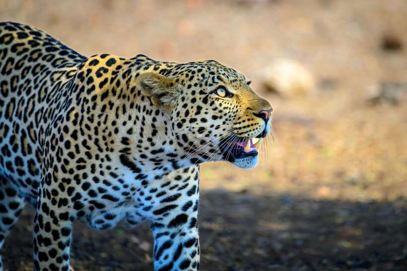 Yala National Park Safari Tour from Hambantota Port - Inside Yala National Park: What You Can Expect to Find
