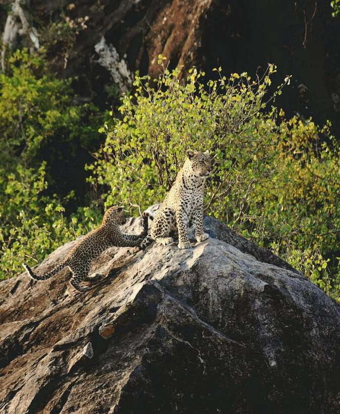 Yala National Park Safari Tour from Hambantota Port - The Hambantota Port to Yala Drive: Logistics That Affect Your Experience