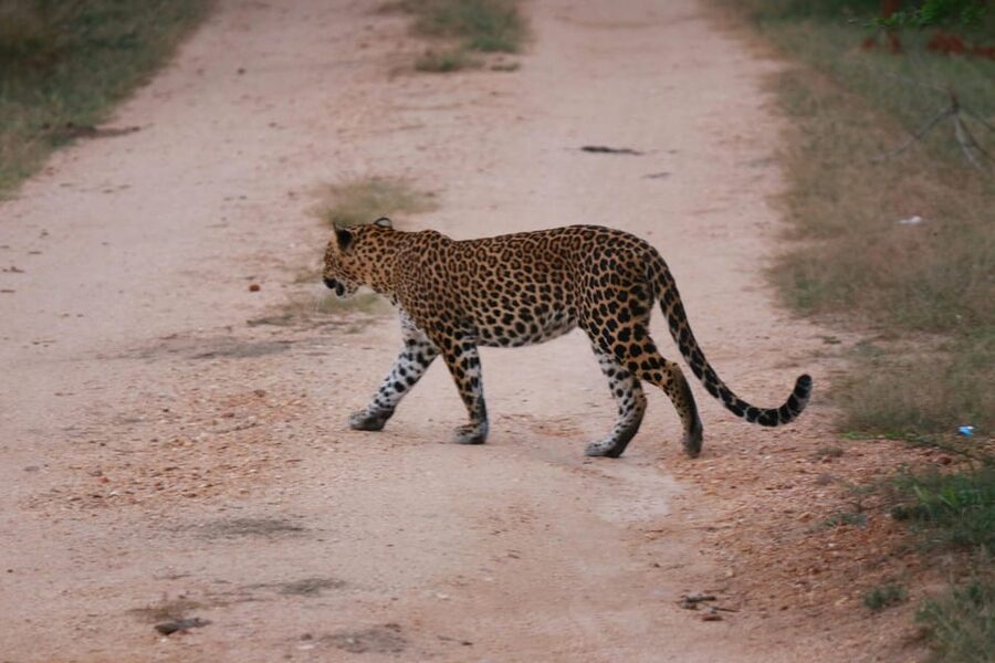 Yala National Park Safari Tour from Hambantota Port - Included Value: What You Get for the $60 Price