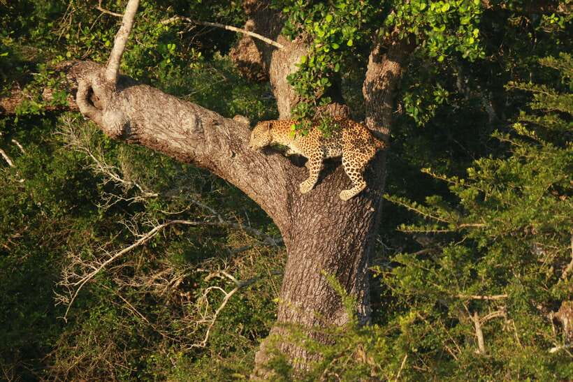 Yala National Park Safari Tour from Hambantota Port - What Might Feel Different Depending on Your Group