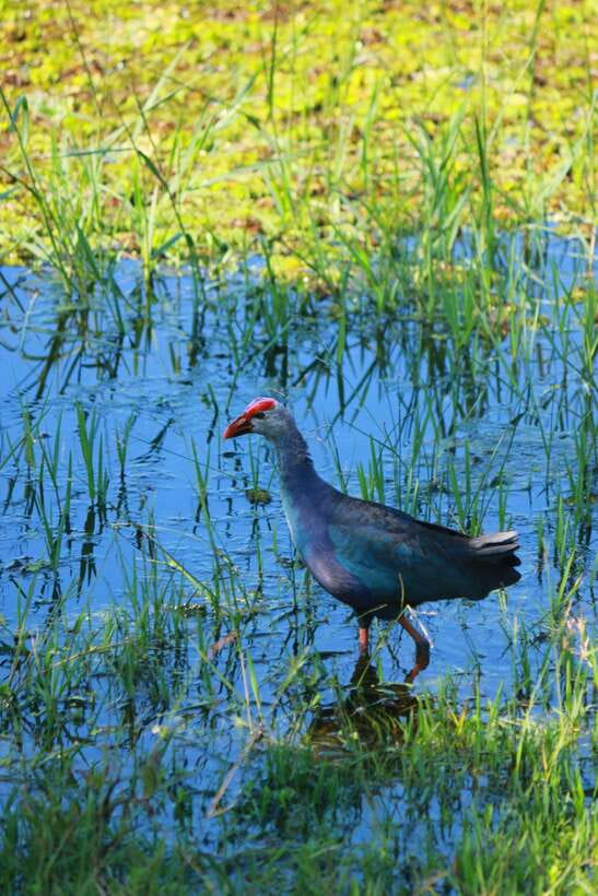Yala National Park Safari Tour from Hambantota Port - Practical Tips for Your Yala Day (So You Enjoy More of It)