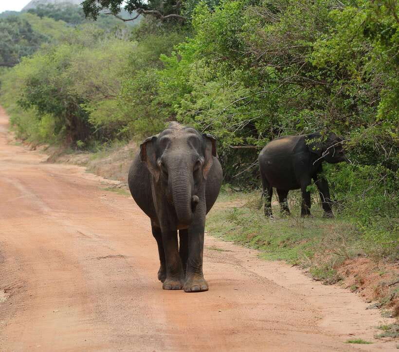Yala National Park Safari Tour From Hambantota port - What you are hunting for inside Yala National Park