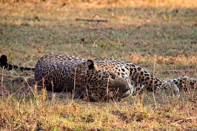 Yala National Park Safari Tours From Hambantota port - Hambantota Port to Yala: the smart way to start