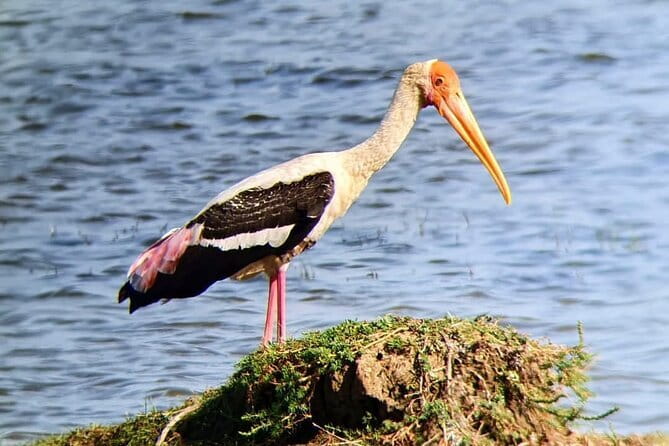 Yala National Park Safari Tours from Hambantota Port - Should you book this Yala safari from Hambantota Port?