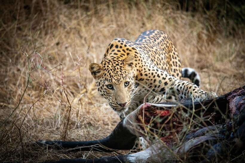 Yala National Park Safari Tours : Half Day & Full Day - Key highlights worth caring about