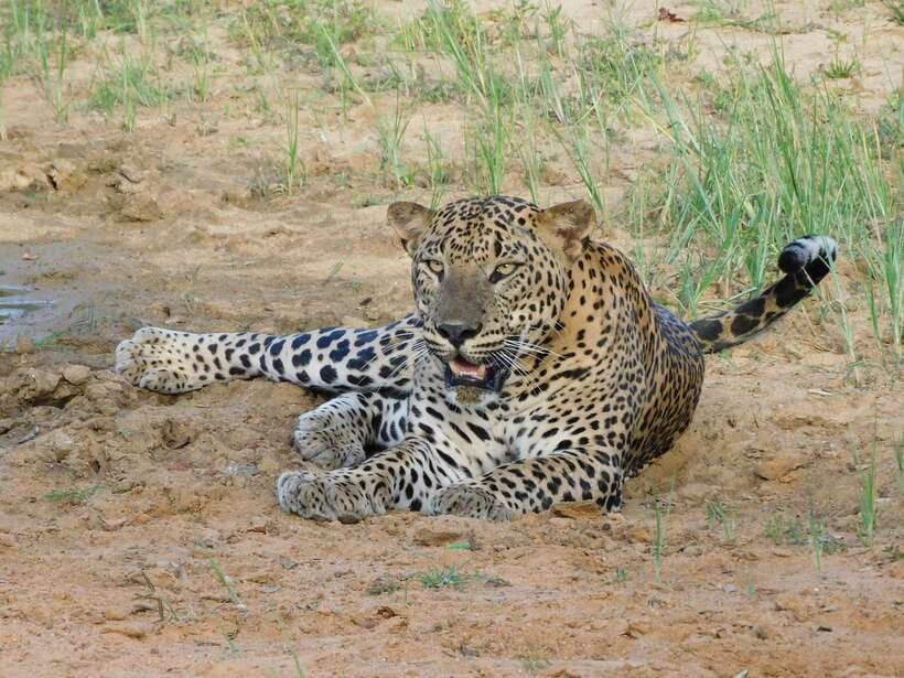 Yala National Park Safari Tours : Half Day & Full Day - Yala Safari in half-day or full-day: how to pick the right plan