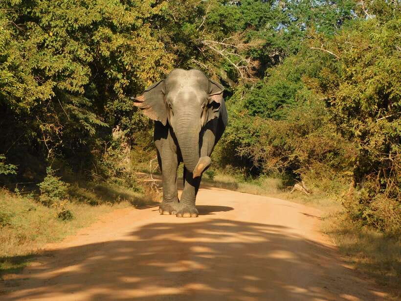 Yala National Park Safari Tours : Half Day & Full Day - Entering Yala National Park: what your guided drive is built to do