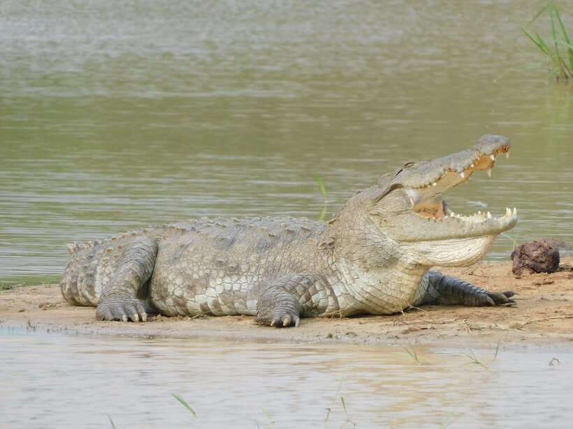 Yala National Park Safari Tours : Half Day & Full Day - Leopard safari chances: how to think about the big cat goal