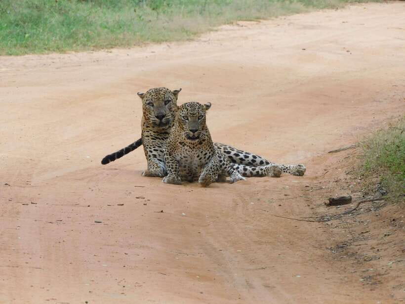 Yala National Park Safari Tours : Half Day & Full Day - Elephants, crocodiles, and the rest of Yala’s animal mix