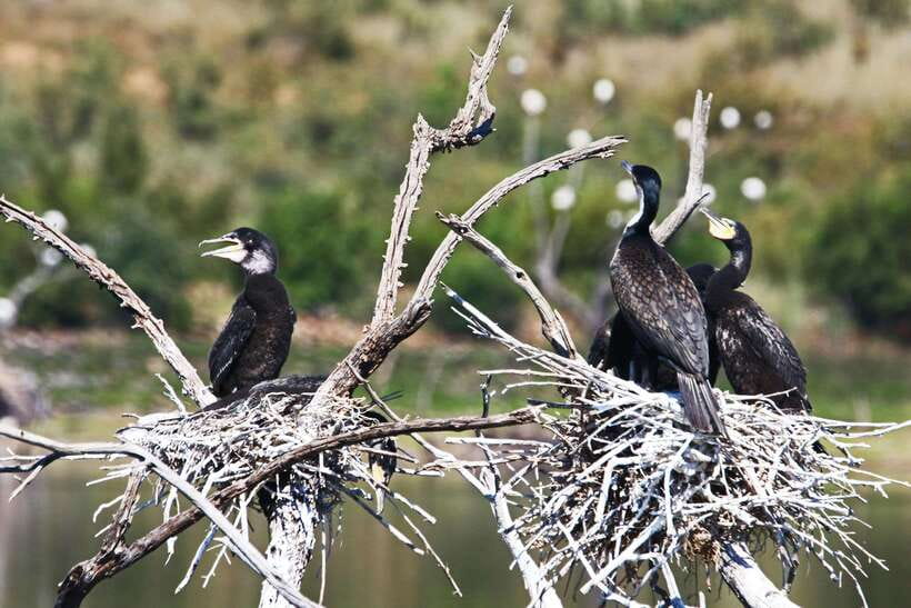 Yala National Park Safari Tours : Half Day & Full Day - What the time inside the park usually feels like