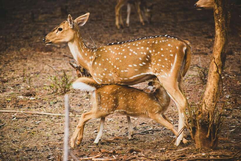 Yala National Park Safari Tours : Half Day & Full Day - Price and value: is $25 worth it?