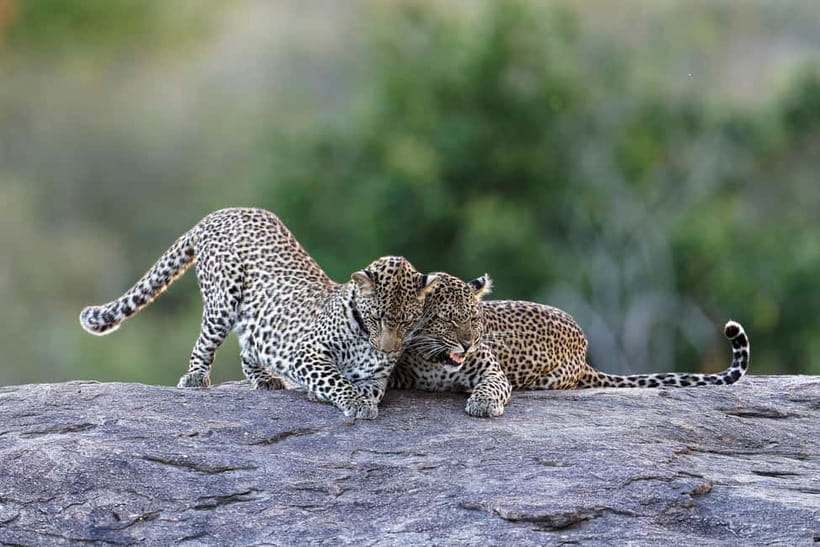 Yala National Park Safari Tours: Morning/Evening/Full Day - Key Things That Make This Yala Safari Work