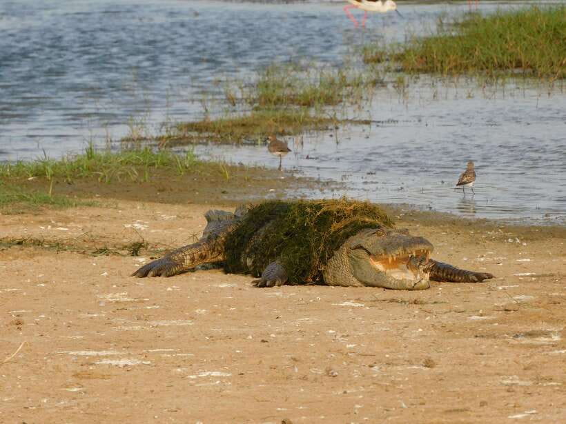 Yala National Park Safari Tours: Morning/Evening/Full Day - The $25 price tag: what you get, what might cost extra
