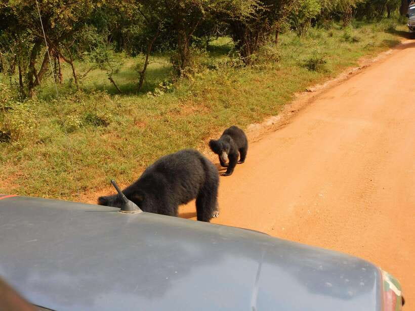 Yala National Park Safari Tours: Morning/Evening/Full Day - Yala National Park Safari Tours: what you are chasing in the jeep