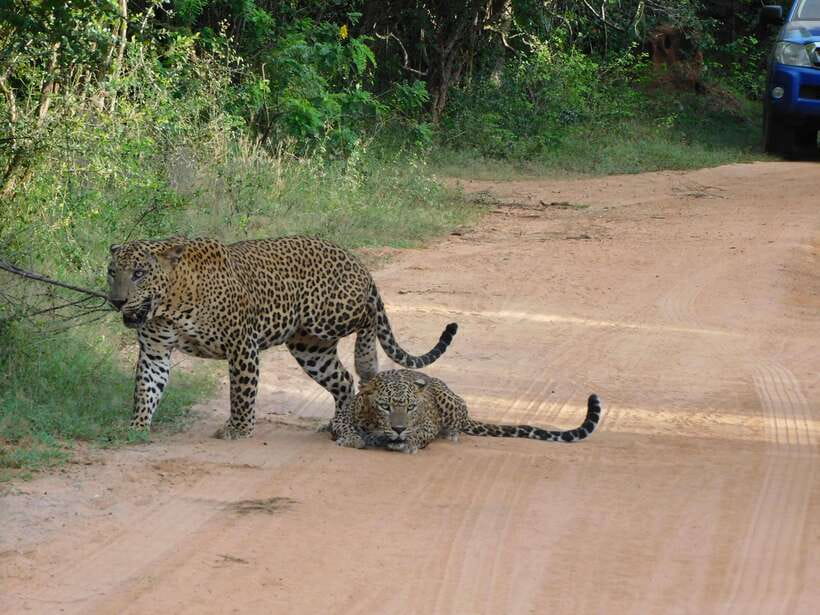 Yala National Park Safari Tours: Morning/Evening/Full Day - Full day 12 hours: lunch by the ocean and the mid-day park rule
