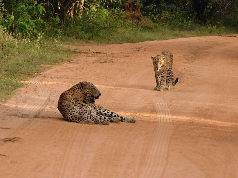 Yala National Park Safari Tours: Morning/Evening/Full Day - Pickup and drop-off across the Yala region: where the tour meets your hotel
