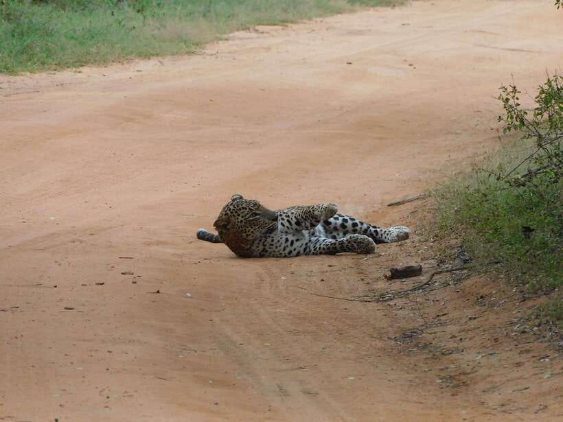 Yala National Park Safari Tours: Morning/Evening/Full Day - Jeep safari comfort and binoculars: small gear, big difference