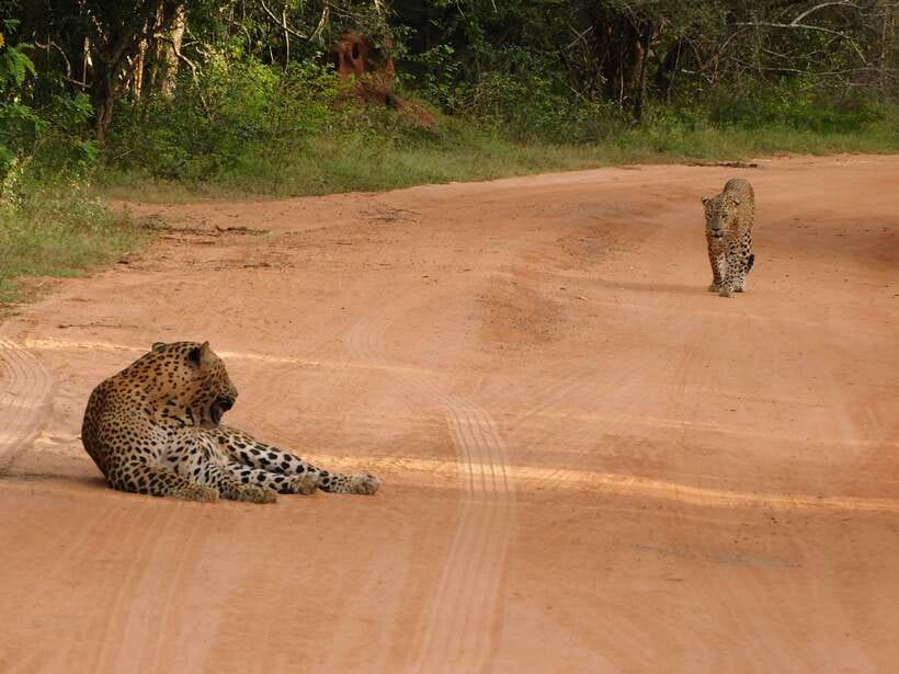 Yala National Park Safari Tours: Morning/Evening/Full Day - How the guide actually improves your sightings