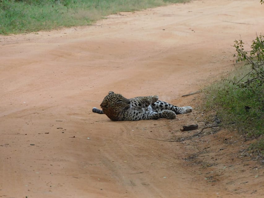 Yala National Park Safari Tours: Morning/Evening/Full Day - What you might see: leopards, elephants, crocodiles, and the bird parade